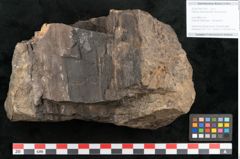 Foto (Objekt + Etikett) von Palissya podocarpoides Ettingshausen (NHMW-GEO-2024-0188-10343)